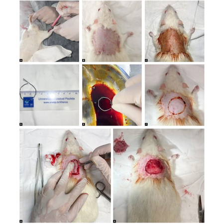 Evaluation of skin wounds by different routes of ozone therapy