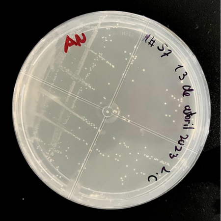 PCR endpoint para a detecção de Enterococcus faecalis isolado de escovas dentais