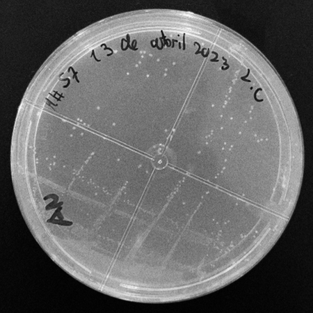 PCR Endpoint para a detecção de Enterococcus faecium isolado de escovas dentais