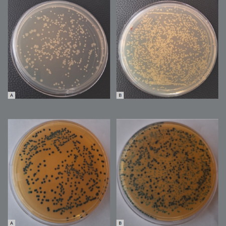 Avaliação e comparação da propriedade antimicrobiana de nanopartículas de quitosana em arcos ortodônticos de níquel-titânio: um estudo in vivo