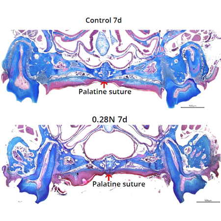Stress estimation by serum cortisol release during rapid maxillary expansion in mice: validation of an experimental model