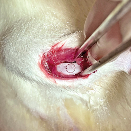 Bone repair of subcritical surgical defects after piezoelectric osteotomy: a study in rats